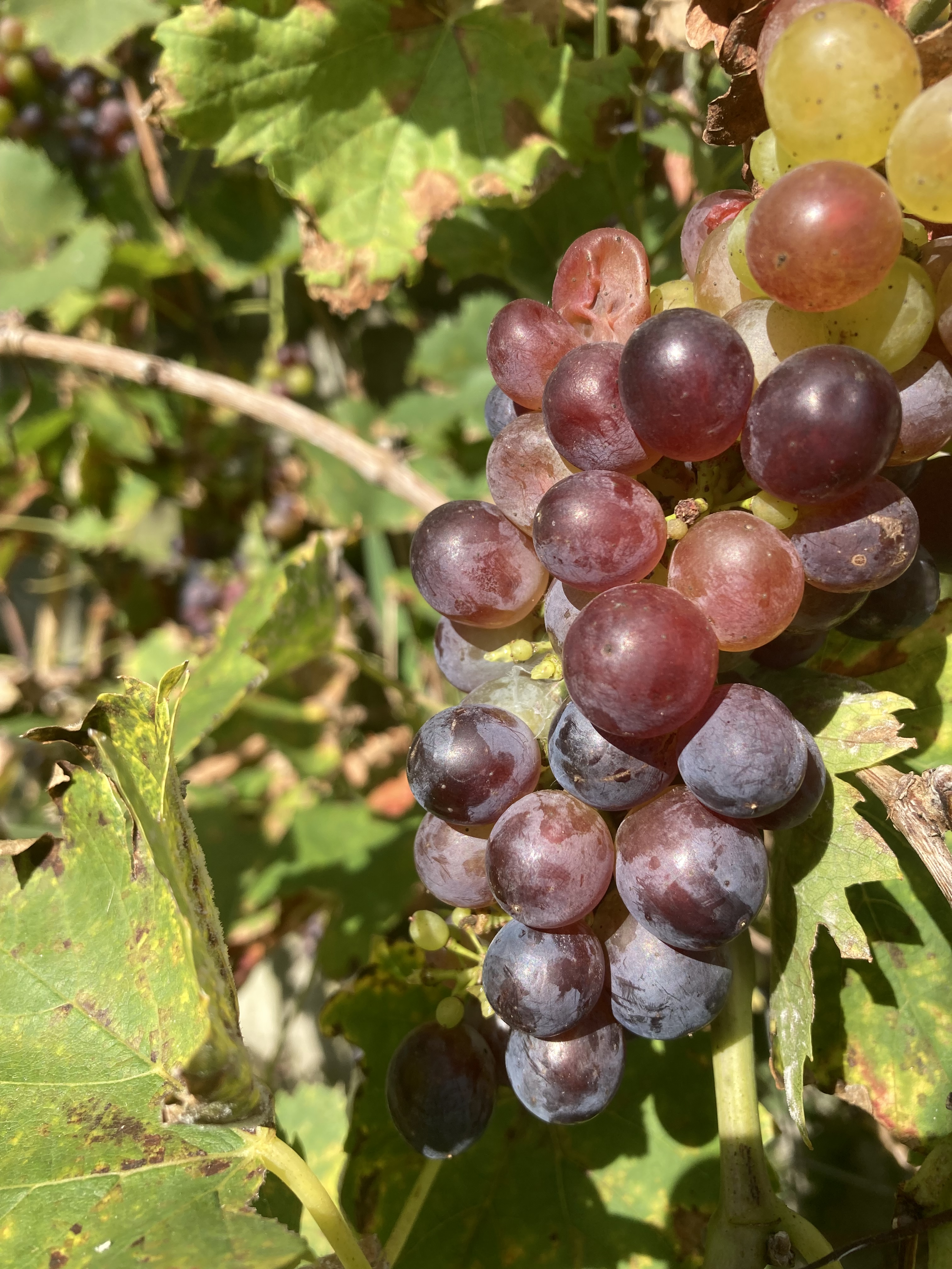 Zelf druivensap maken