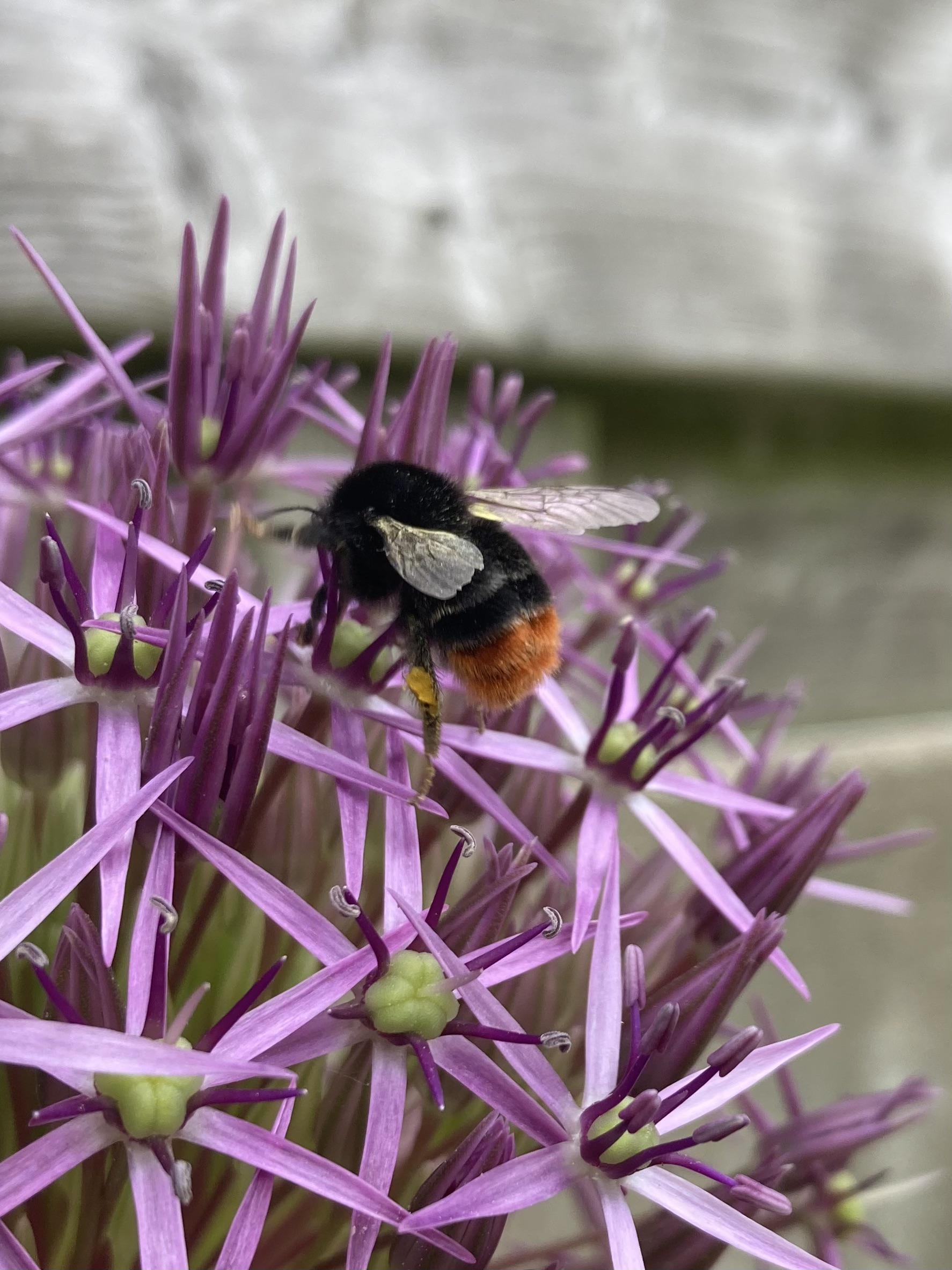 Droom mee weg naar de eerste lentebloemen