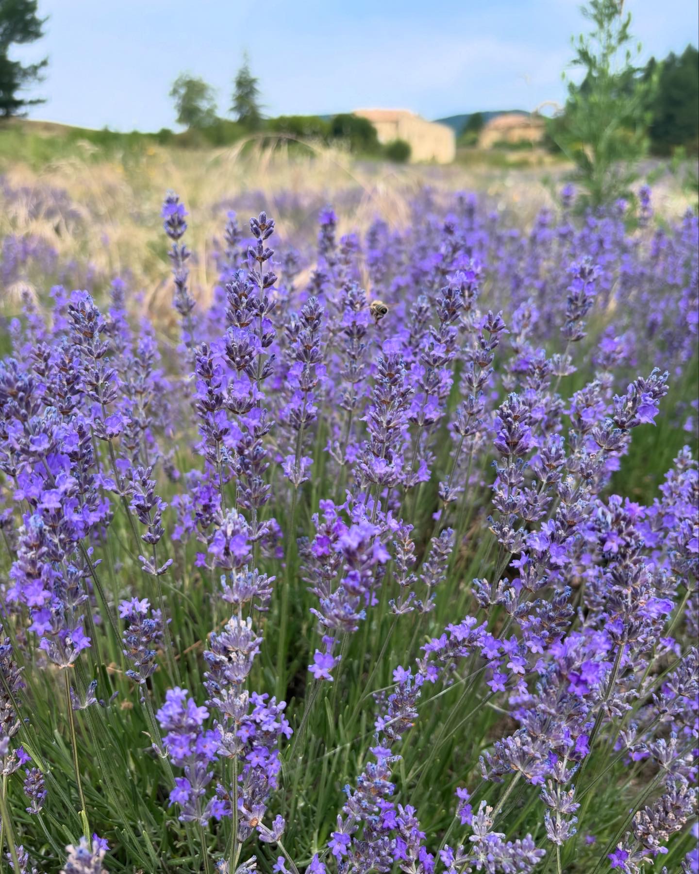 Zelf maken: zomerse lavendelsiroop