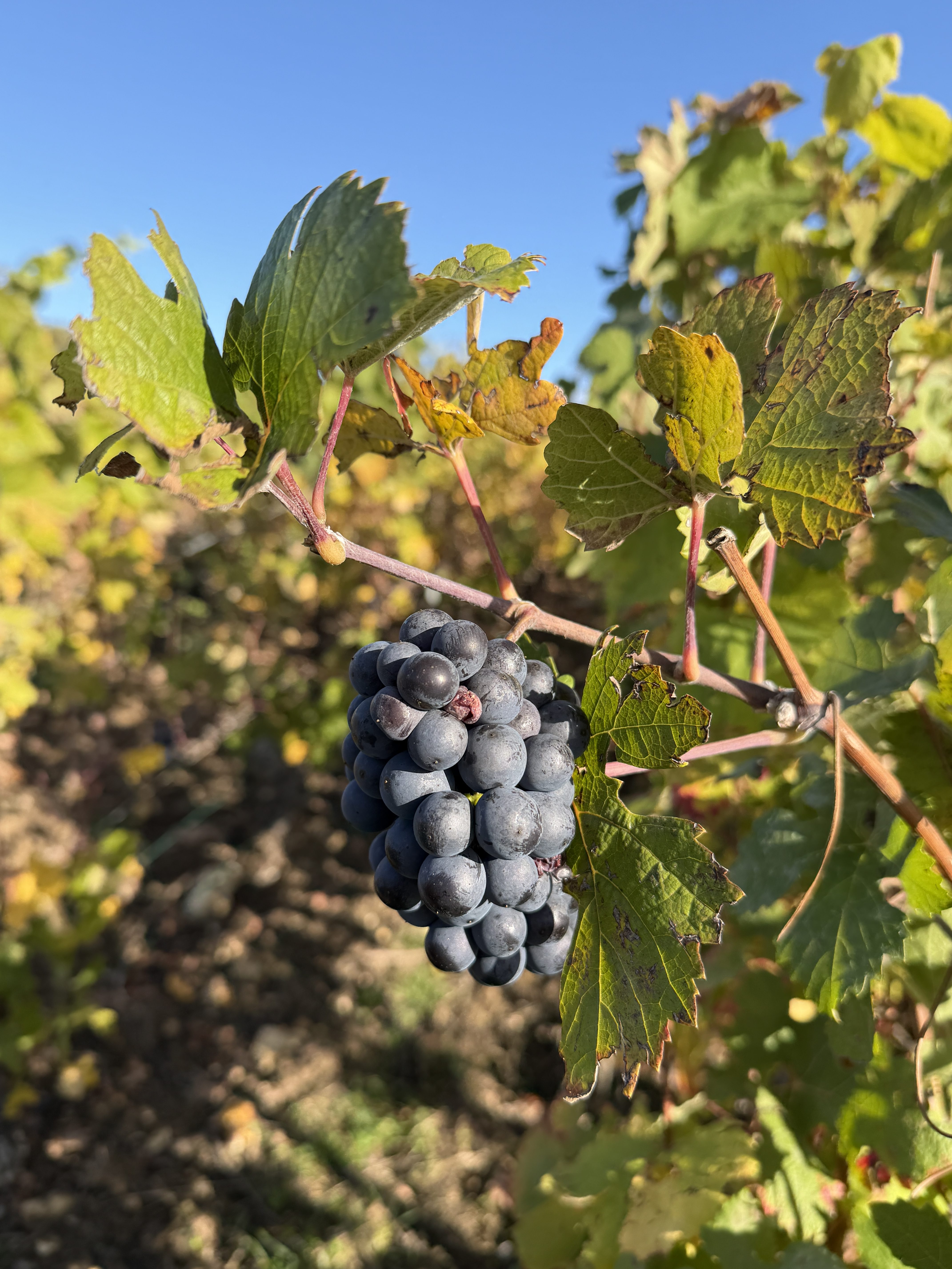 Een weekend in de Champagne: editie 2026